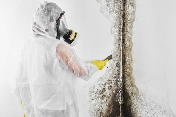 Keeler Farm, NM Mold Removal Company