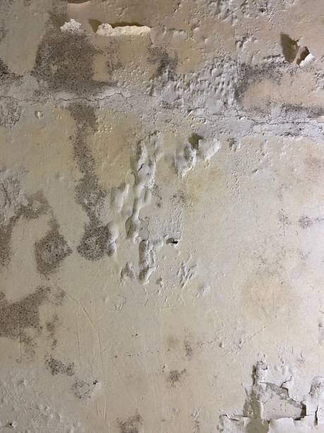 Best Fast Mold Removal  in Keeler Farm, NM
