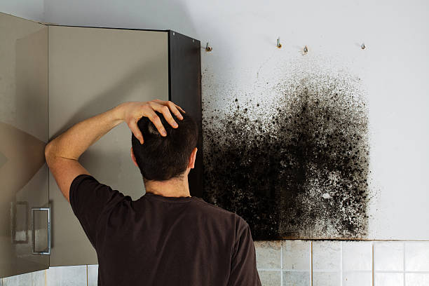 Mold Removal and Inspection in Keeler Farm, NM
