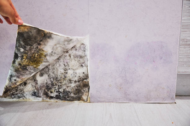 Best Attic Mold Removal  in Keeler Farm, NM